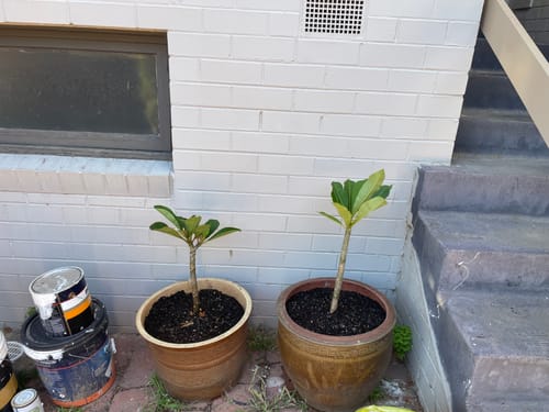 Customer photo review of Frangipani (Plumeria Rubra) - Cuttings & Bare-rooted