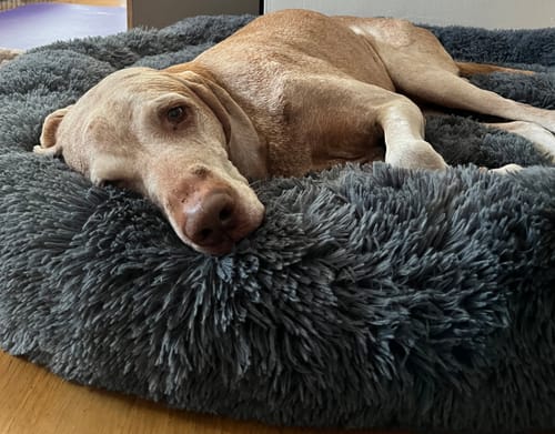 Customer photo review of Puppery Hundebett Wolke 7 - Das Original