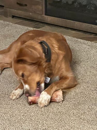 Reviewer's brown dog lying on a carpet and chewing a large Smoked Beef Marrow Bone.