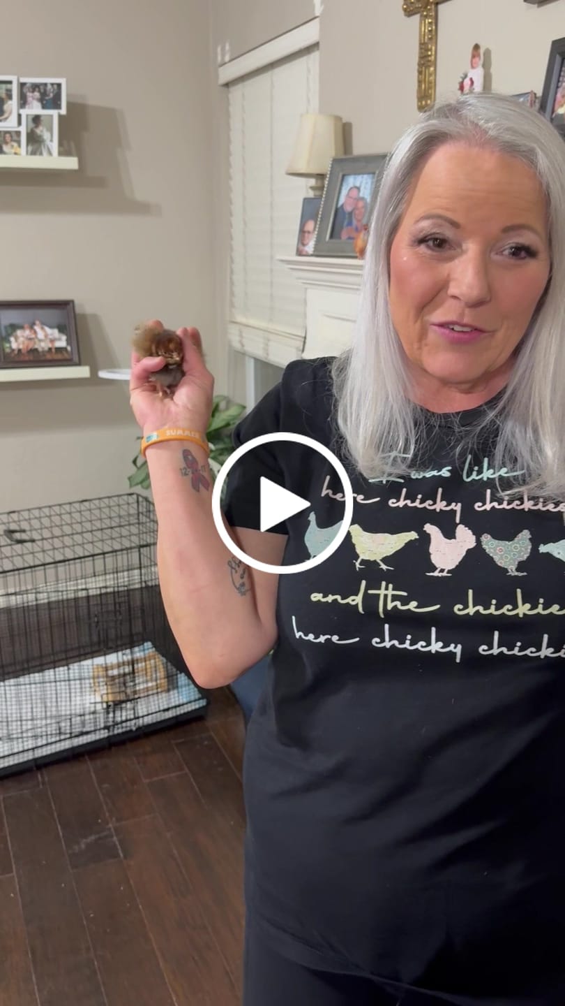 Customer video review of Here Chickie T-Shirt