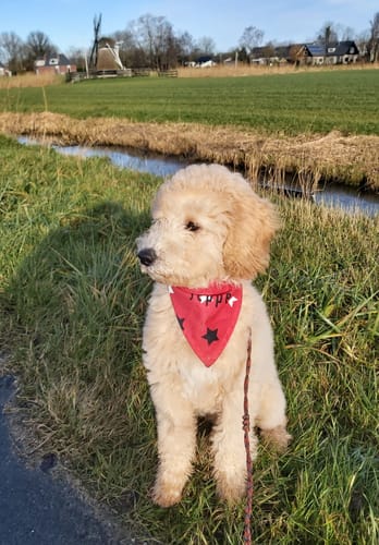 Customer photo review of Vrolijke Karikatuur Hart Tegel – Jouw Foto als Expressieve Karikatuur