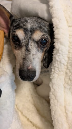 Customer photo review of FunFunPet 高機能ハーネス（お名前タグ作成サービス付き）