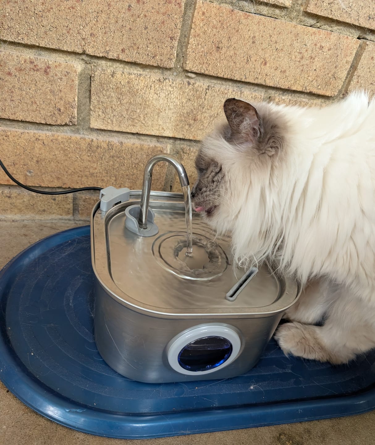 Customer photo review of Whisker Collective Drinking Fountain and Filter Replacement Packs