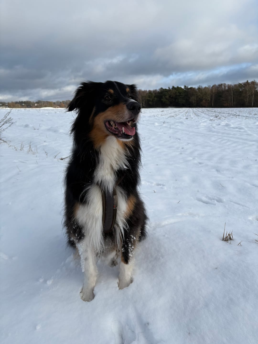 Customer photo review of Wohlfühltabs für Hunde bei Stress, Angst, Unruhe und Hyperaktivität