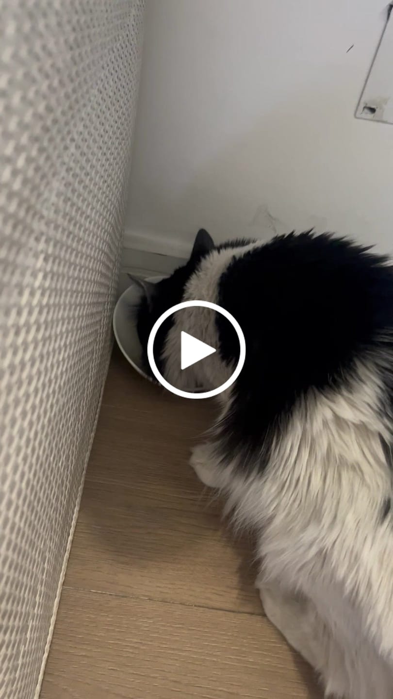 Customer video review of Chicken Fiesta Gatos