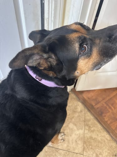 Customer photo review of SWAROVSKI BLACK-PINK BONES