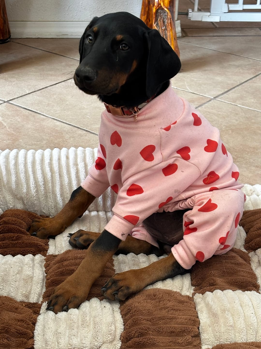 Customer photo review of Dog Pajama - Dinosaurs