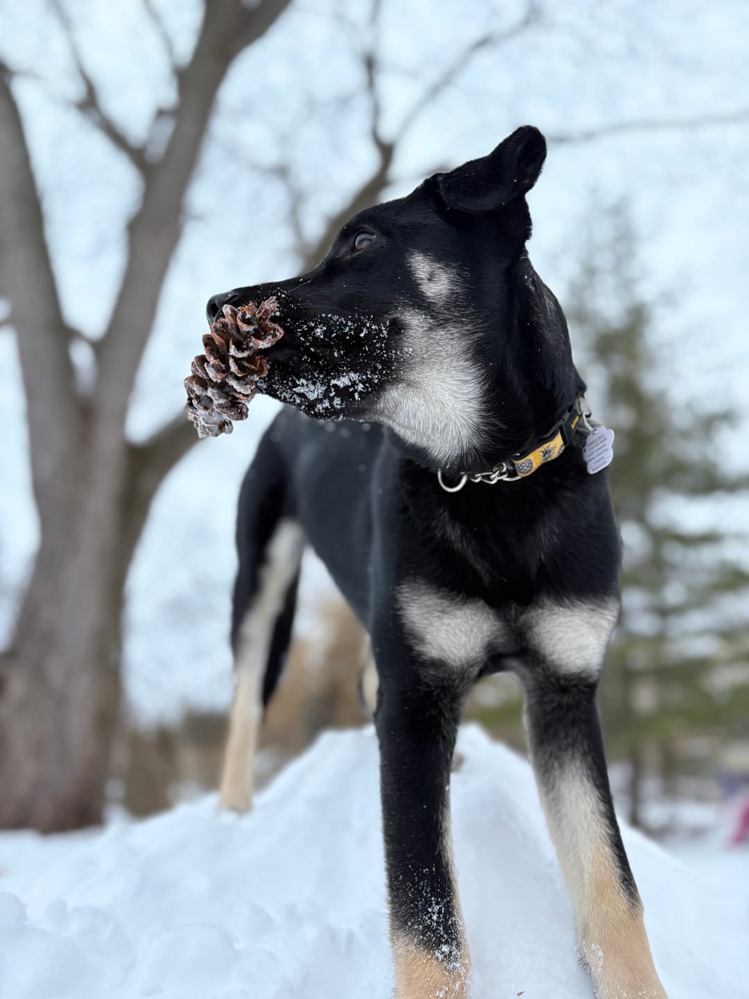 Customer photo review of 5-6 Inch Champion Chew