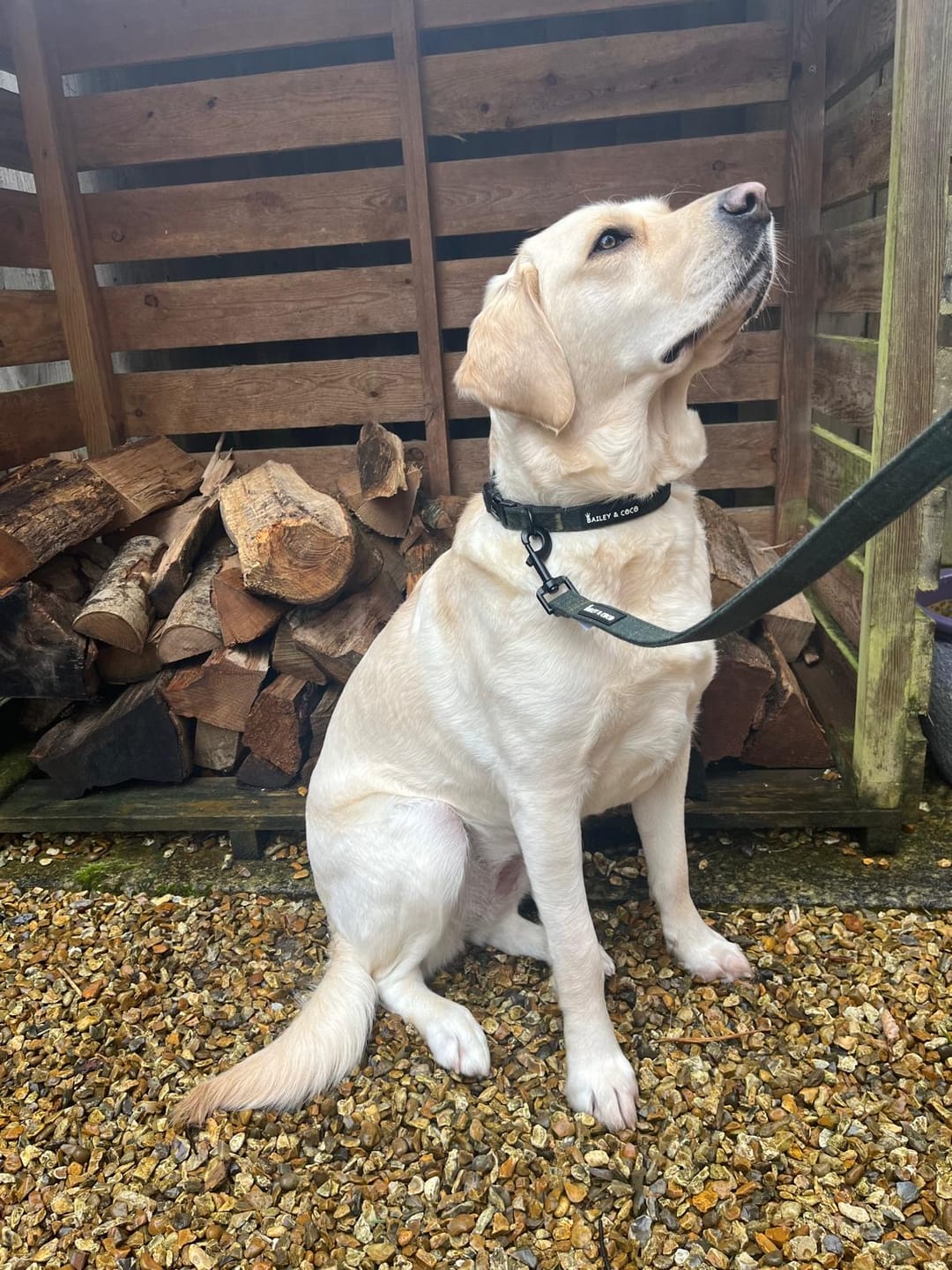 Customer photo review of Adjustable Collar - Forest Tweed