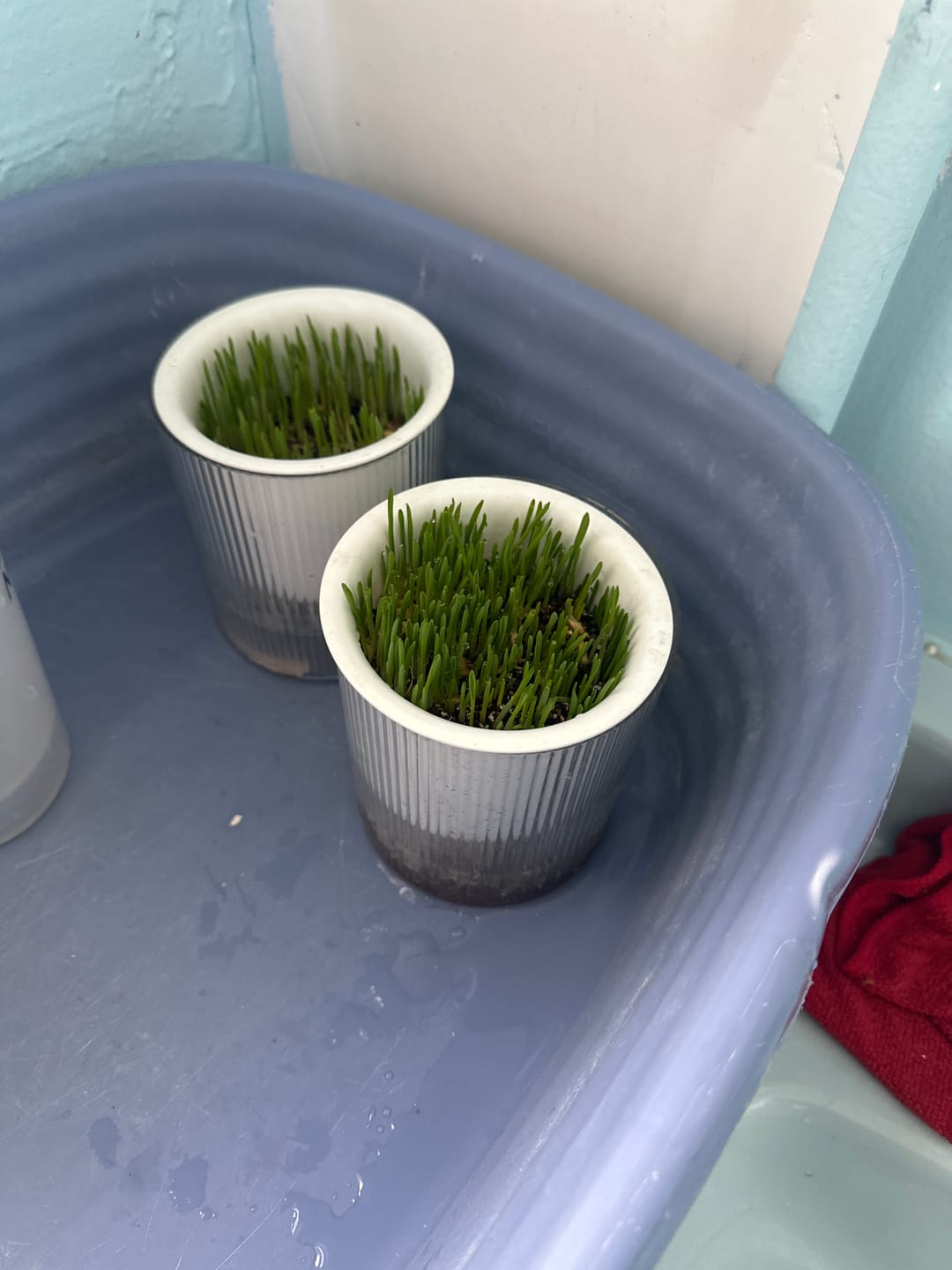 Customer photo review of Michu All-in-One Soil-Free Cat Grass Grow Kit - Made In USA