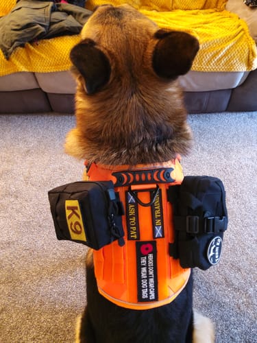 Customer's dog from behind wearing the bright orange Team K9 Tactical Dog Harness with black pouches and patches attached.