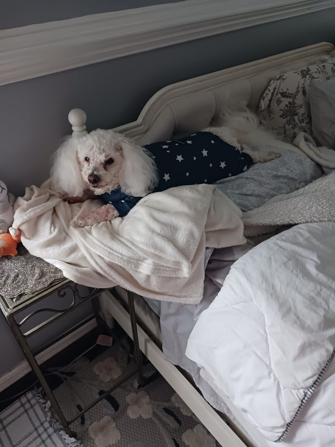Customer photo review of Dog Pajama - Stars