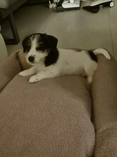 Customer photo review of Cover Divanetto Boucle Teddy Rosa