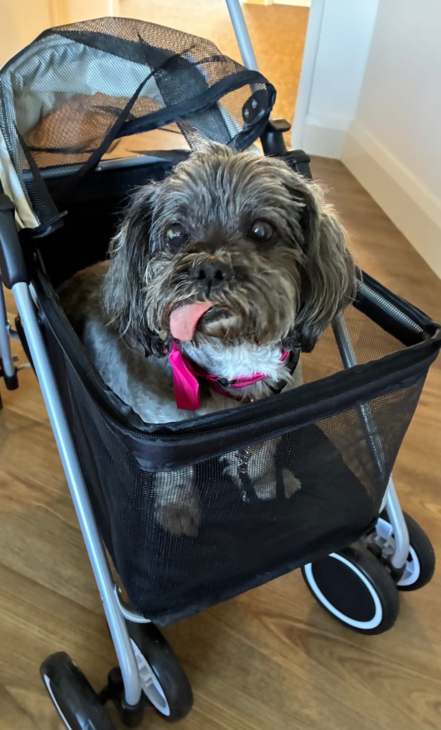 Customer photo review of Compact & Comfortable Pet Stroller