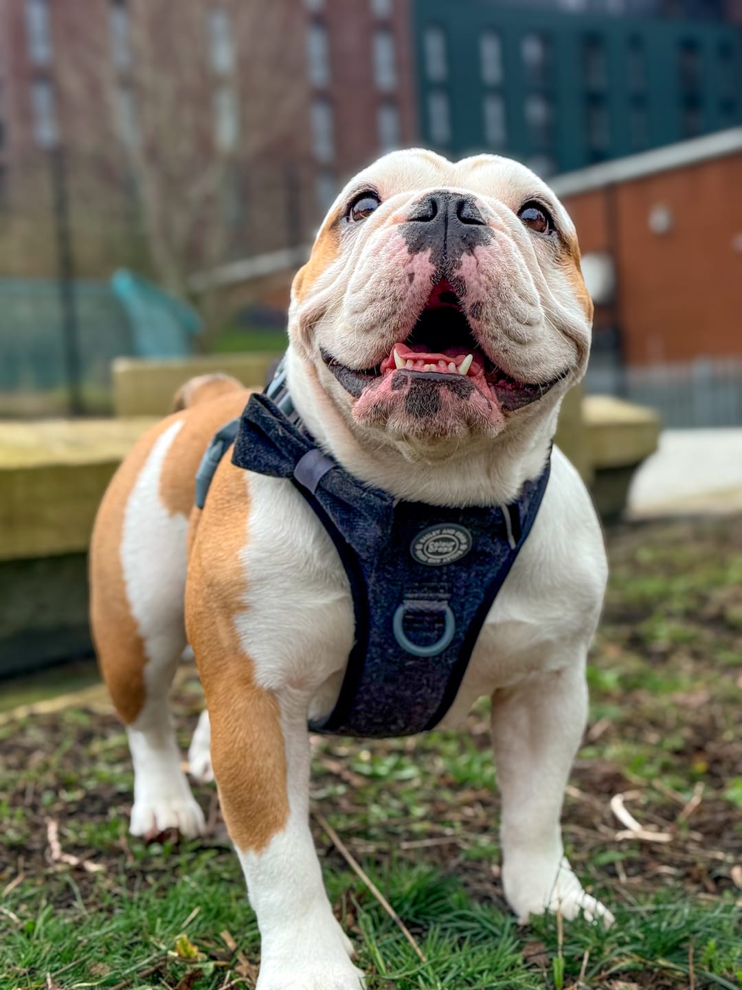 Customer photo review of Trail & Glow Tweed Dog Harness - Colour Drops - Charcoal Tweed