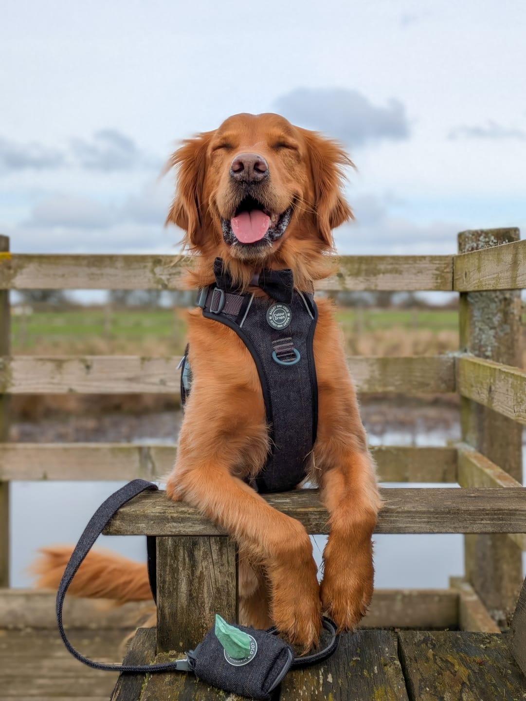 Customer photo review of Trail & Glow Tweed Dog Harness - Colour Drops - Charcoal Tweed