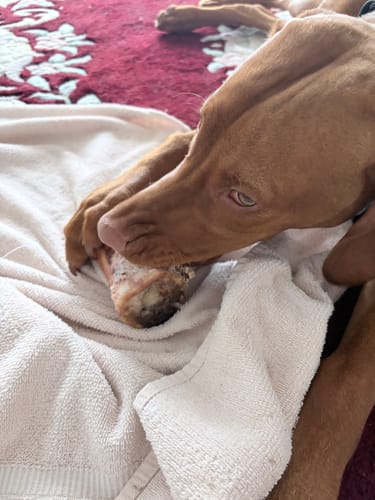 Customer's Vizsla dog lying on a white towel while chewing intently on a Smoked Beef Marrow Bone.
