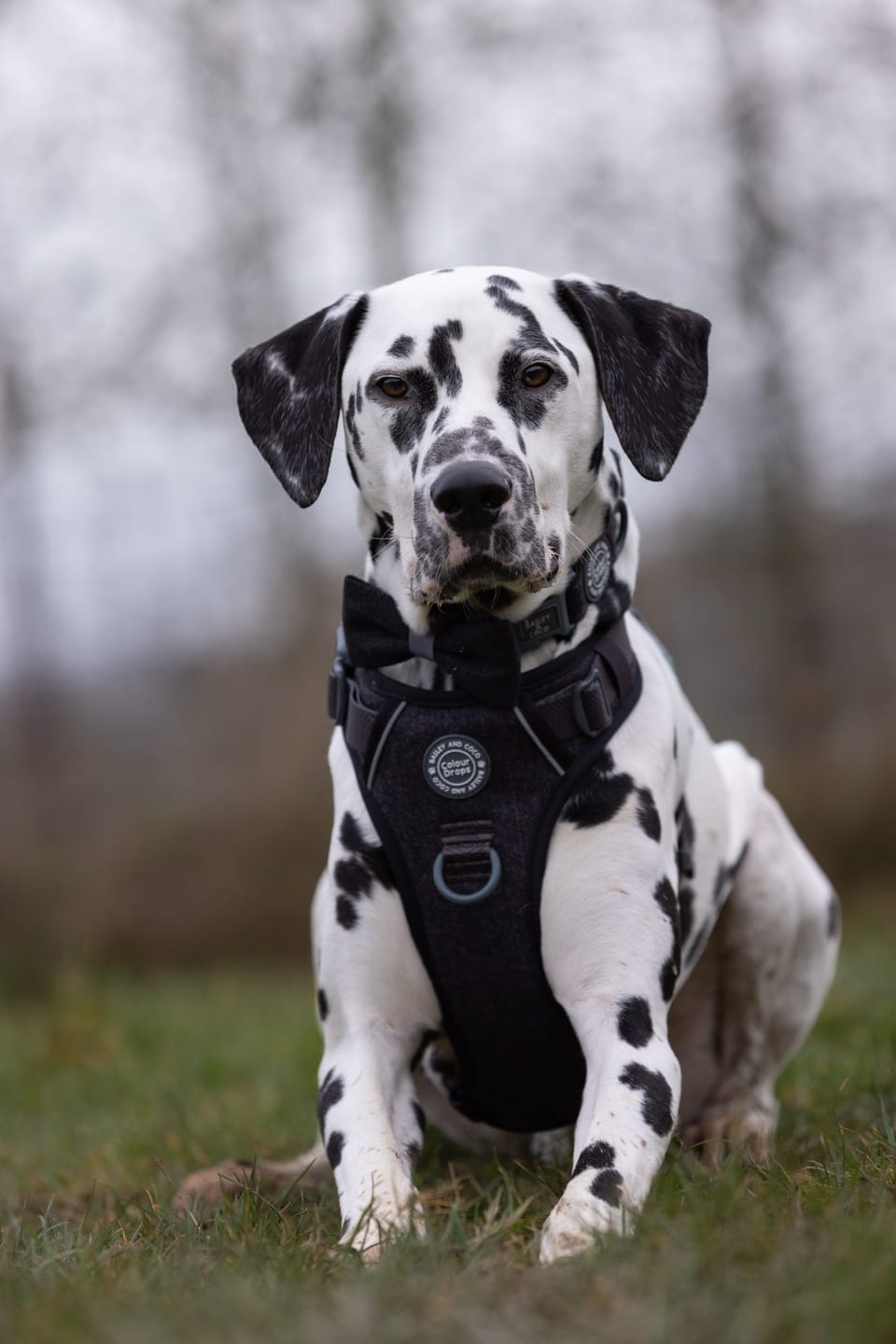 Customer photo review of Trail & Glow Tweed Dog Harness - Colour Drops - Charcoal Tweed