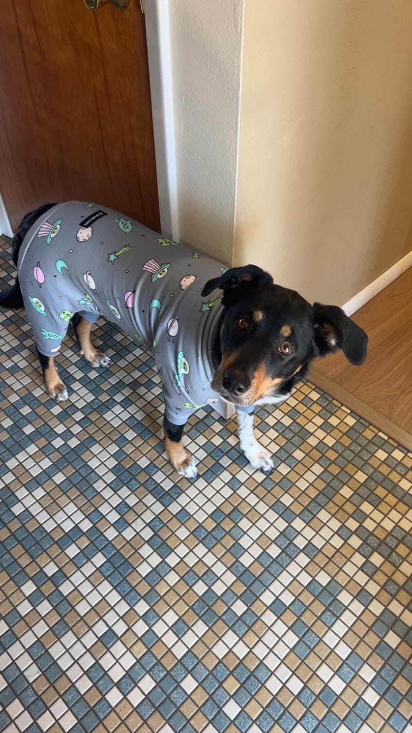 Customer photo review of Dog Pajama Prints