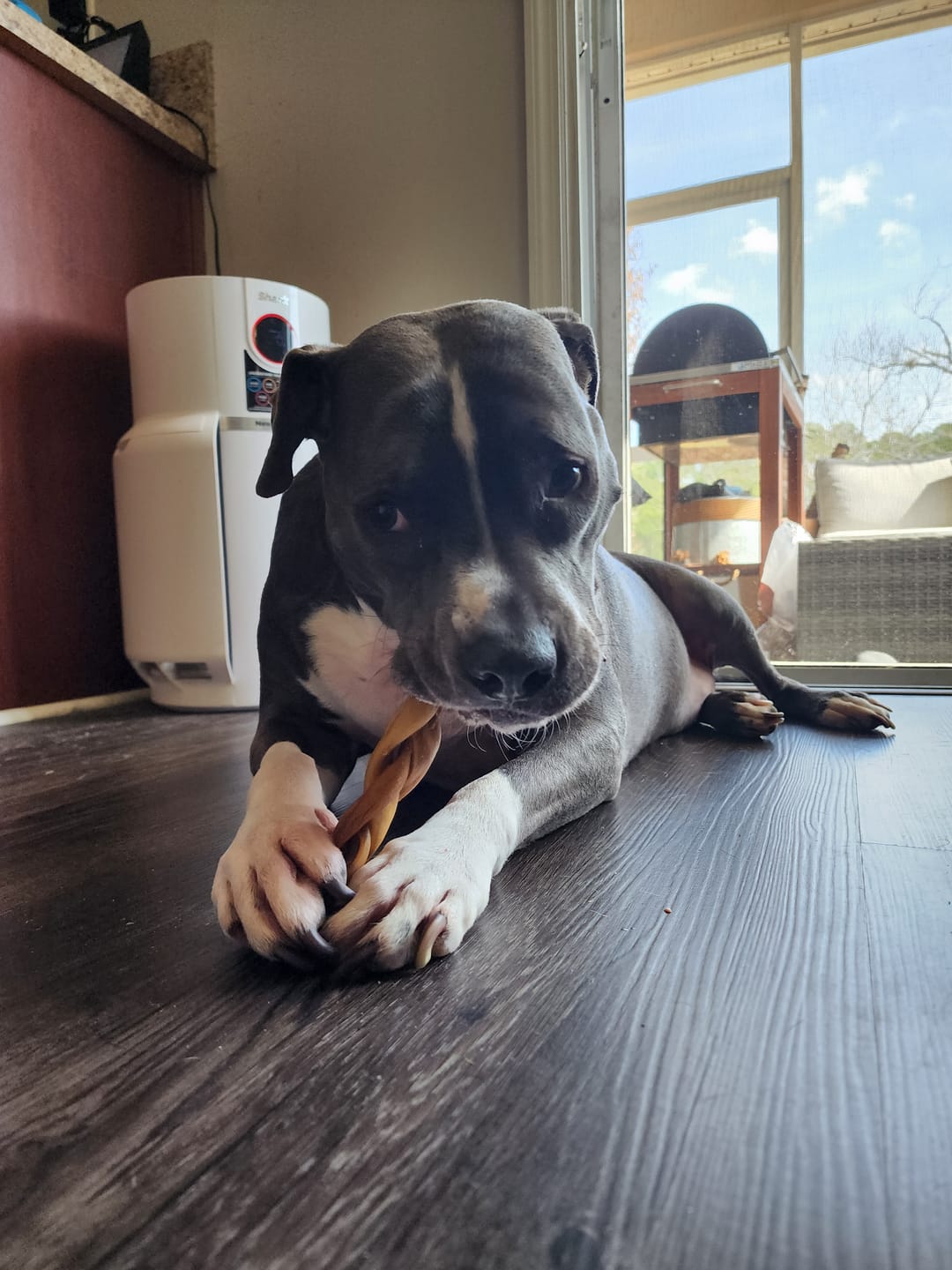 Customer photo review of 6 Inch Thick Braided Bully Stick