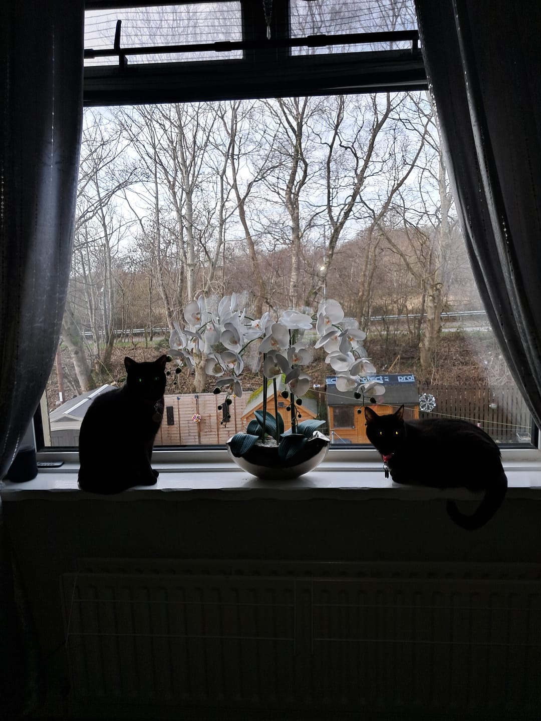 Customer photo review of All-Rounder Scented Cat Litter (W225) 10KG
