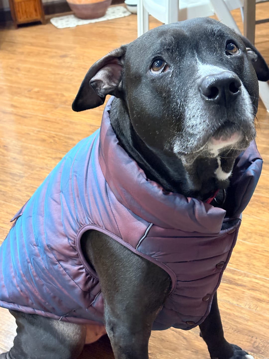 Customer photo review of WarmShield Water-Resistant Jacket - Cosmic