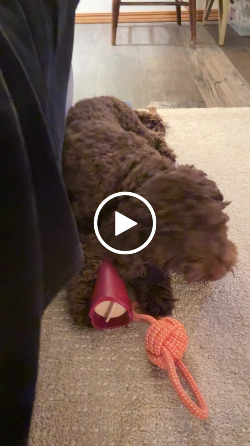 Customer video review of 10-12 Inch Champion Chew