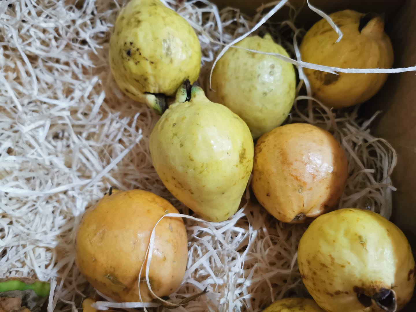 Customer photo review of Guave rot naturbelassen von Julian