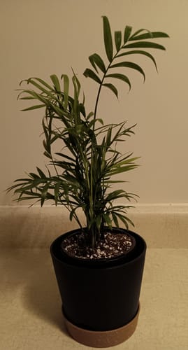 Customer photo review of Parlor Palm Indoor Plant - Easy Care Low Light Houseplant - Air Purifier Plant - Chamaedorea Elegans - Gift Plant For Housewarming Gift