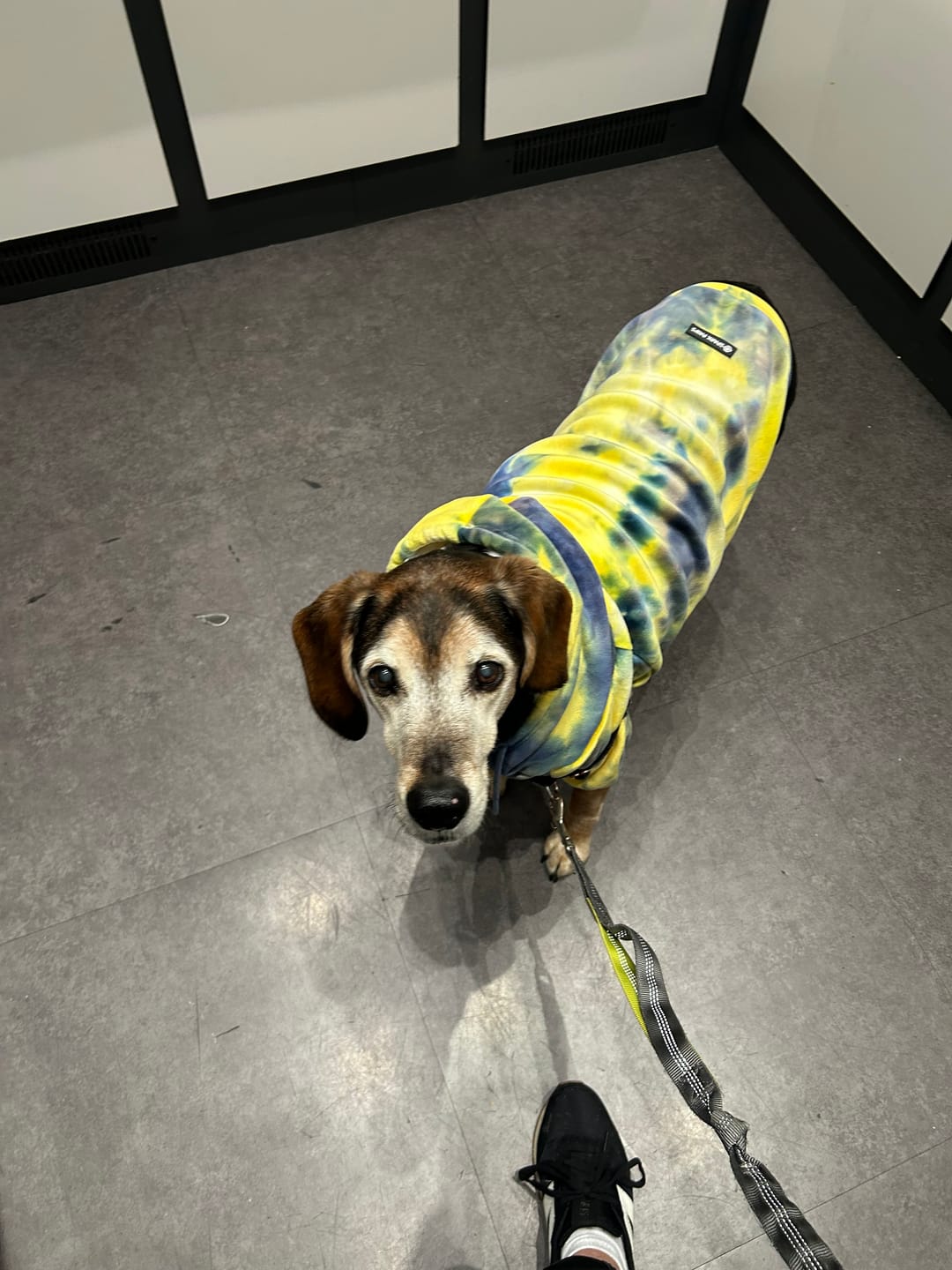 Customer photo review of Velvet Dog Hoodie - Nova