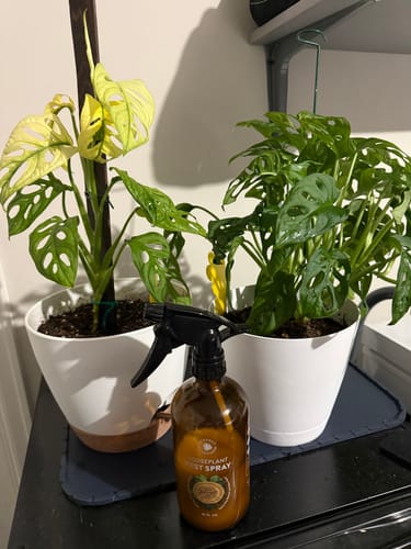 Reviewer's Houseplant Pest Spray in front of two potted monstera plants, one appearing unhealthy.