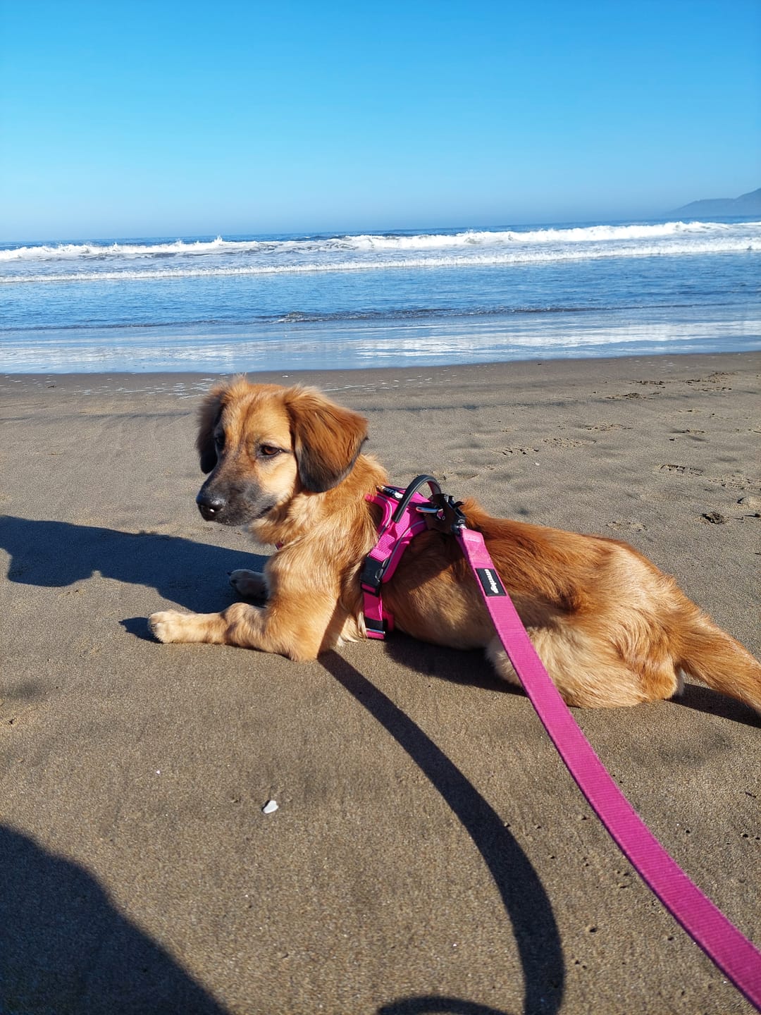 Customer photo review of Arnés Aerosport para Perros - Street Dogs - Pink