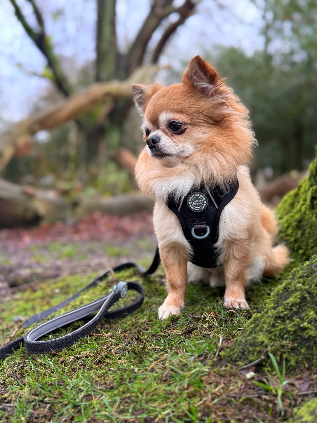 Customer photo review of Trail & Glow Tweed Dog Harness & Lead Set - Colour Drops - Charcoal Tweed
