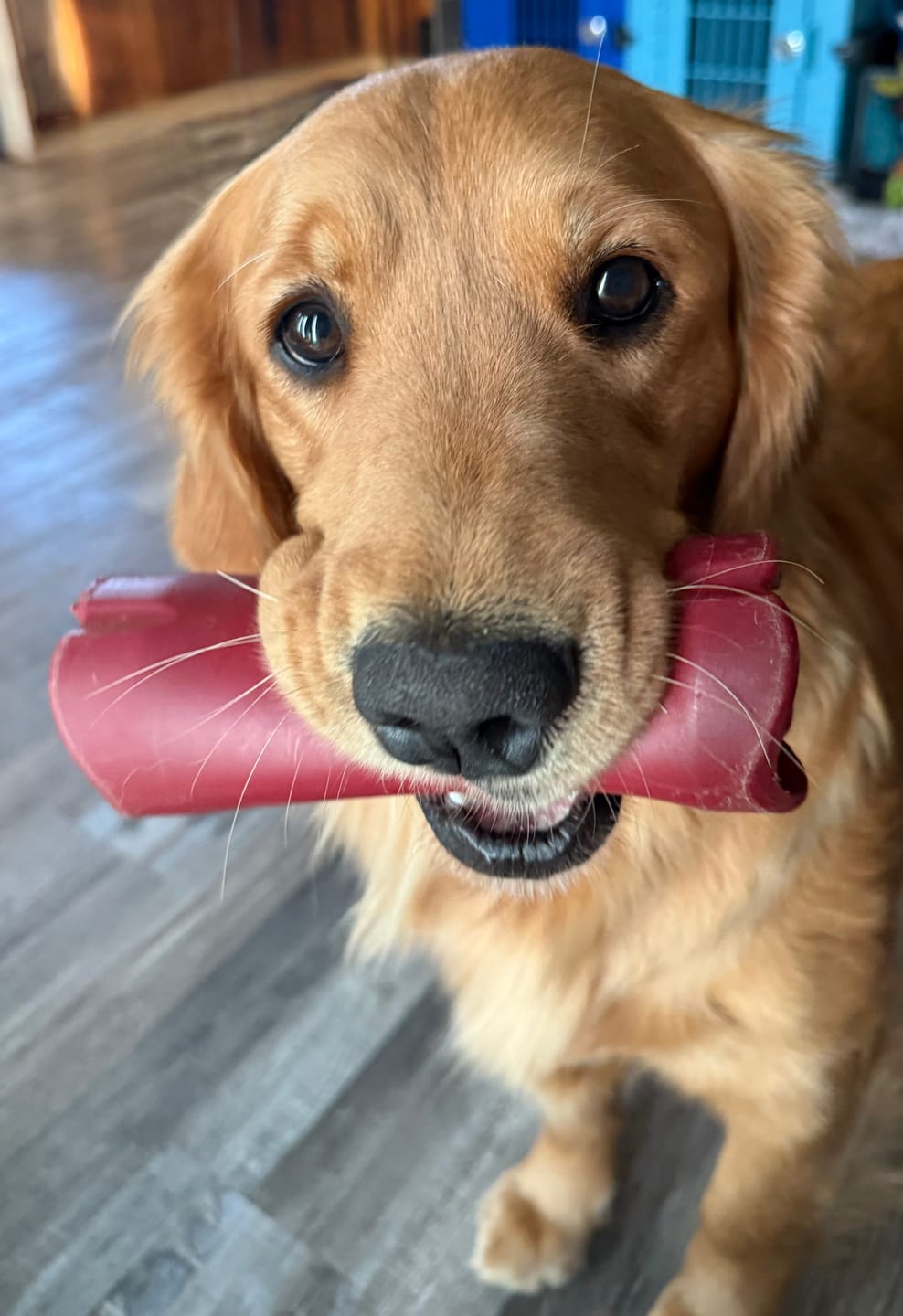 Customer photo review of Bully Stick Safety Holder