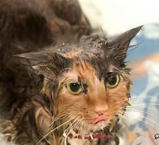 Customer photo review of The Big O Tightening Pops