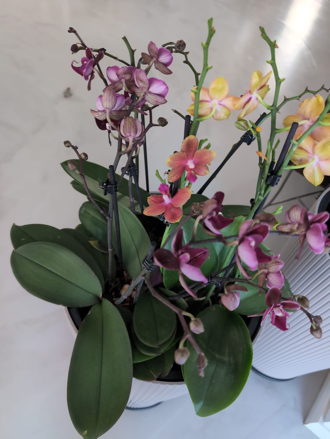 Customer photo review of Große Two of Us Farbmix im 3er Set mit 4 Rispen