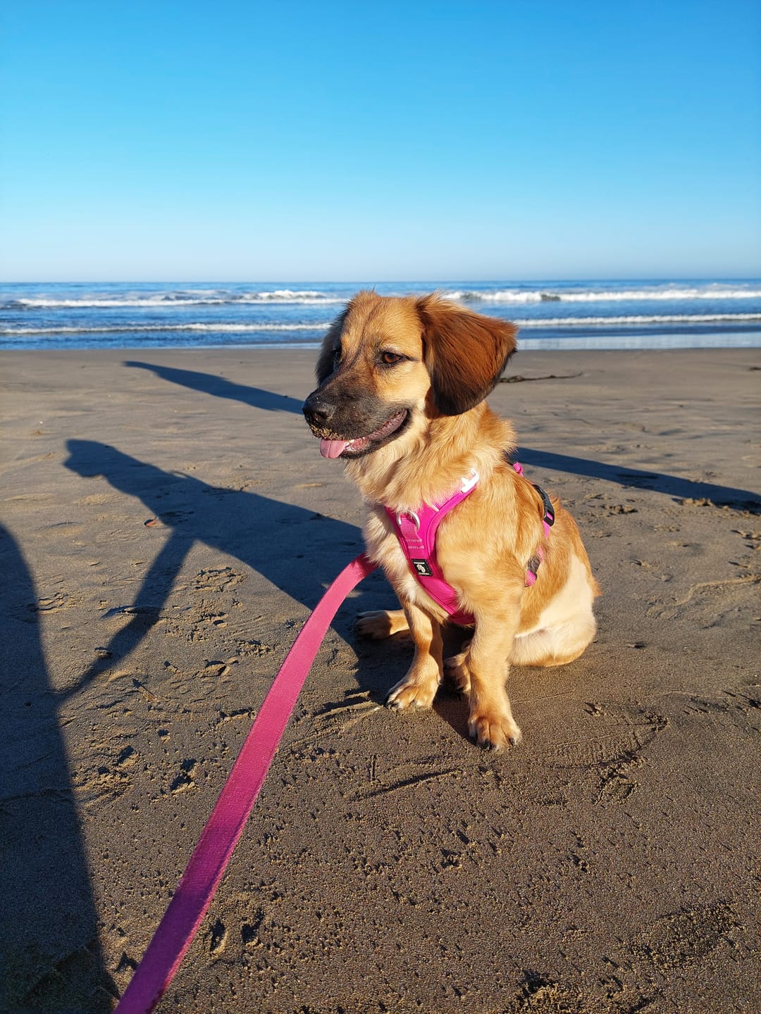 Customer photo review of Arnés Aerosport para Perros - Street Dogs - Black