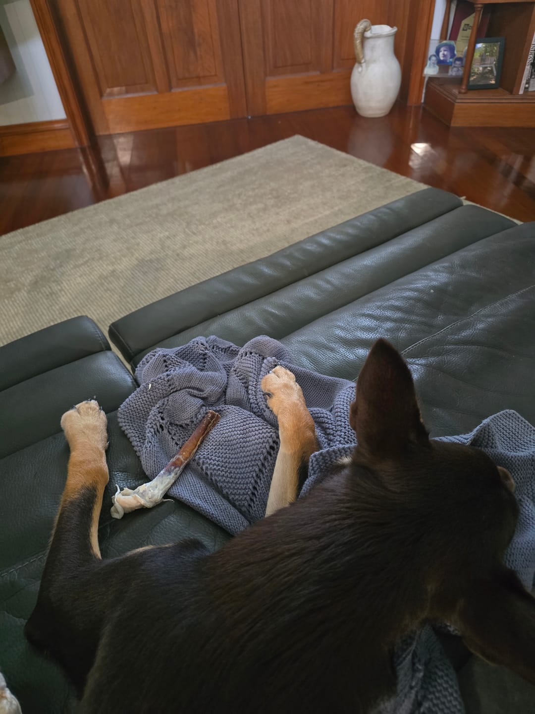 Customer photo review of Beef Pizzle (Thin & Long)