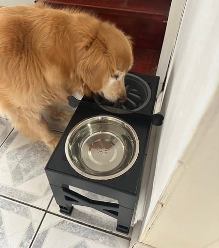 Nuss usando el comedero elevado negro THE DOGS