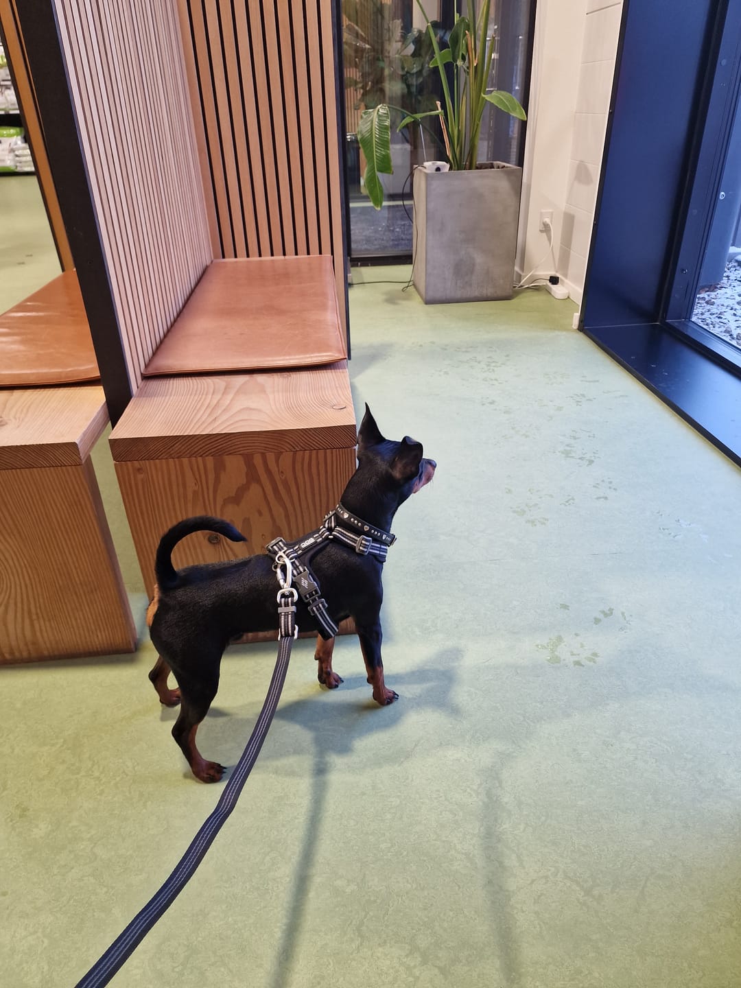 Customer photo review of Dog Copenhagen Walk Air™ hundesele Sort