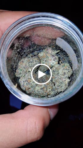 Customer video review of Biscotti Mintz 31% THCA