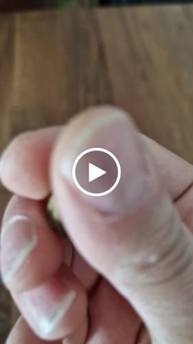 Customer video review of Golden Mousse 30% THCA