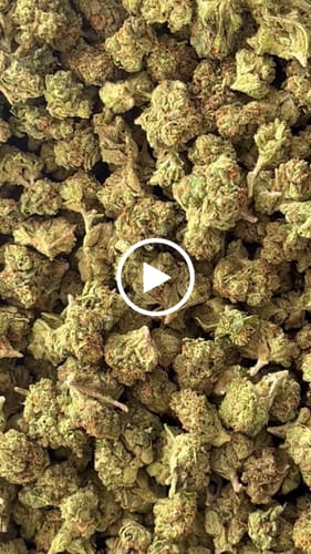 Customer video review of Bulk Indoor Micros