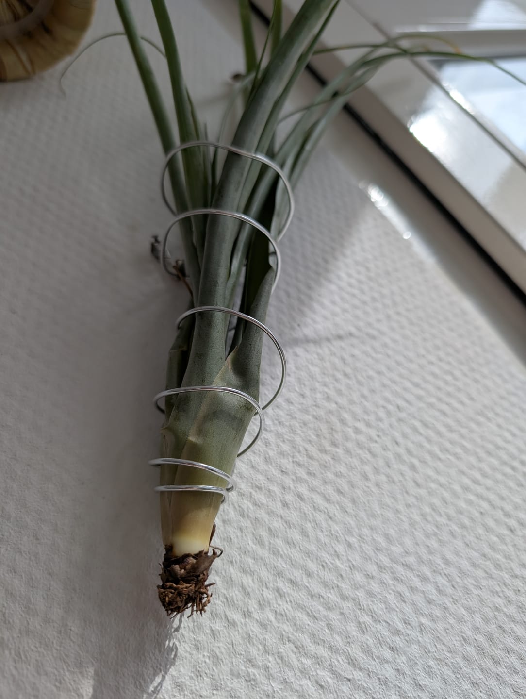 Customer photo review of Tillandsia flabellata 'L'
