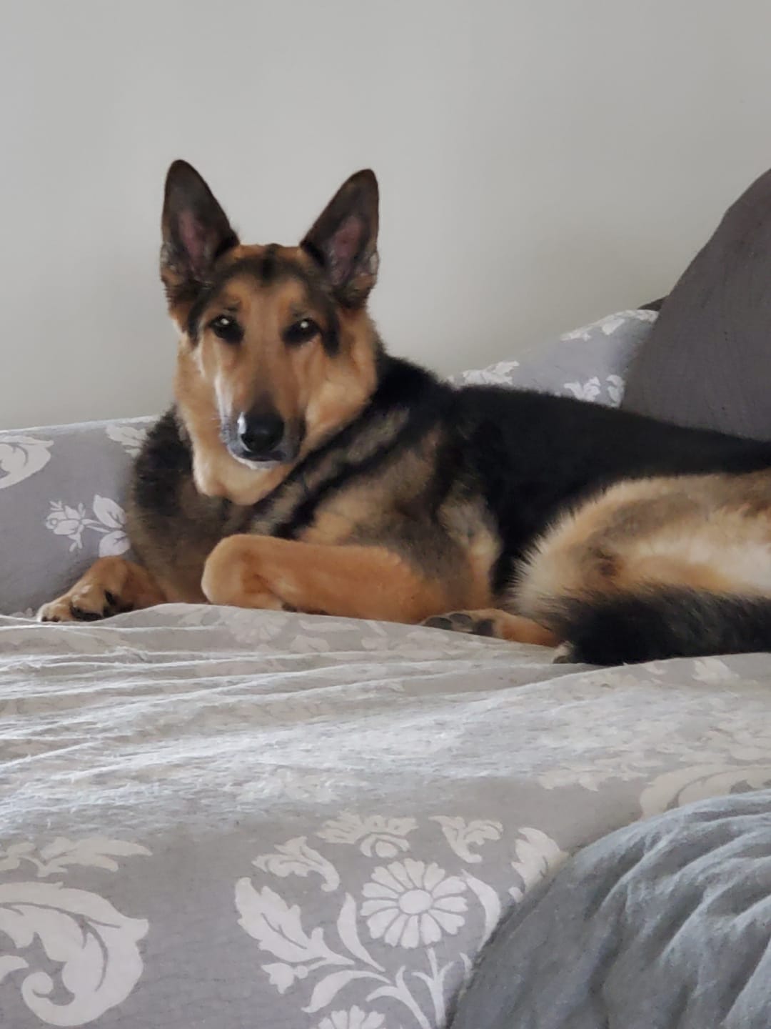 Customer photo review of OptiWize Collagen +Plus Dog and Cat Joint Health Supplement