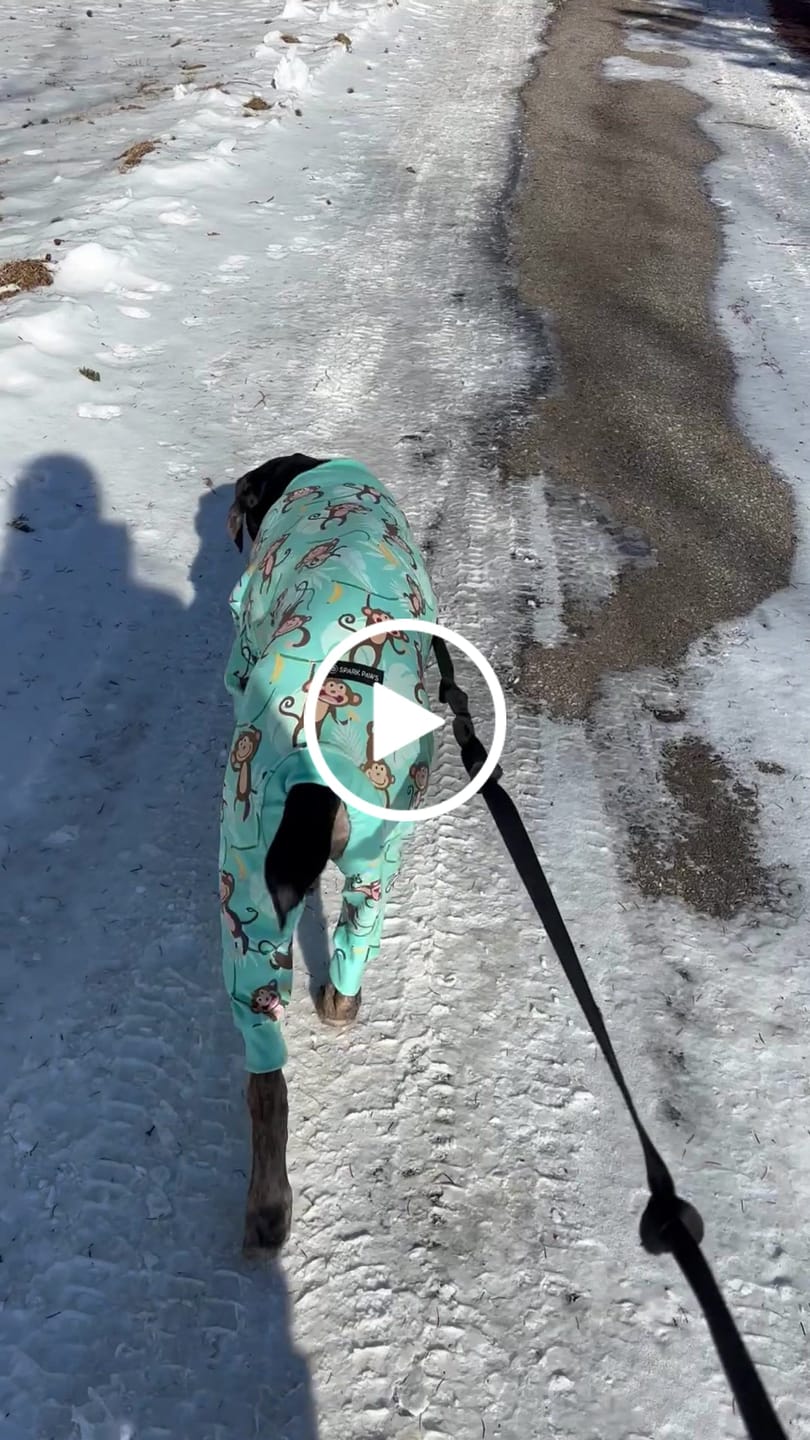 Customer video review of Dog Pajama - Monkey Business