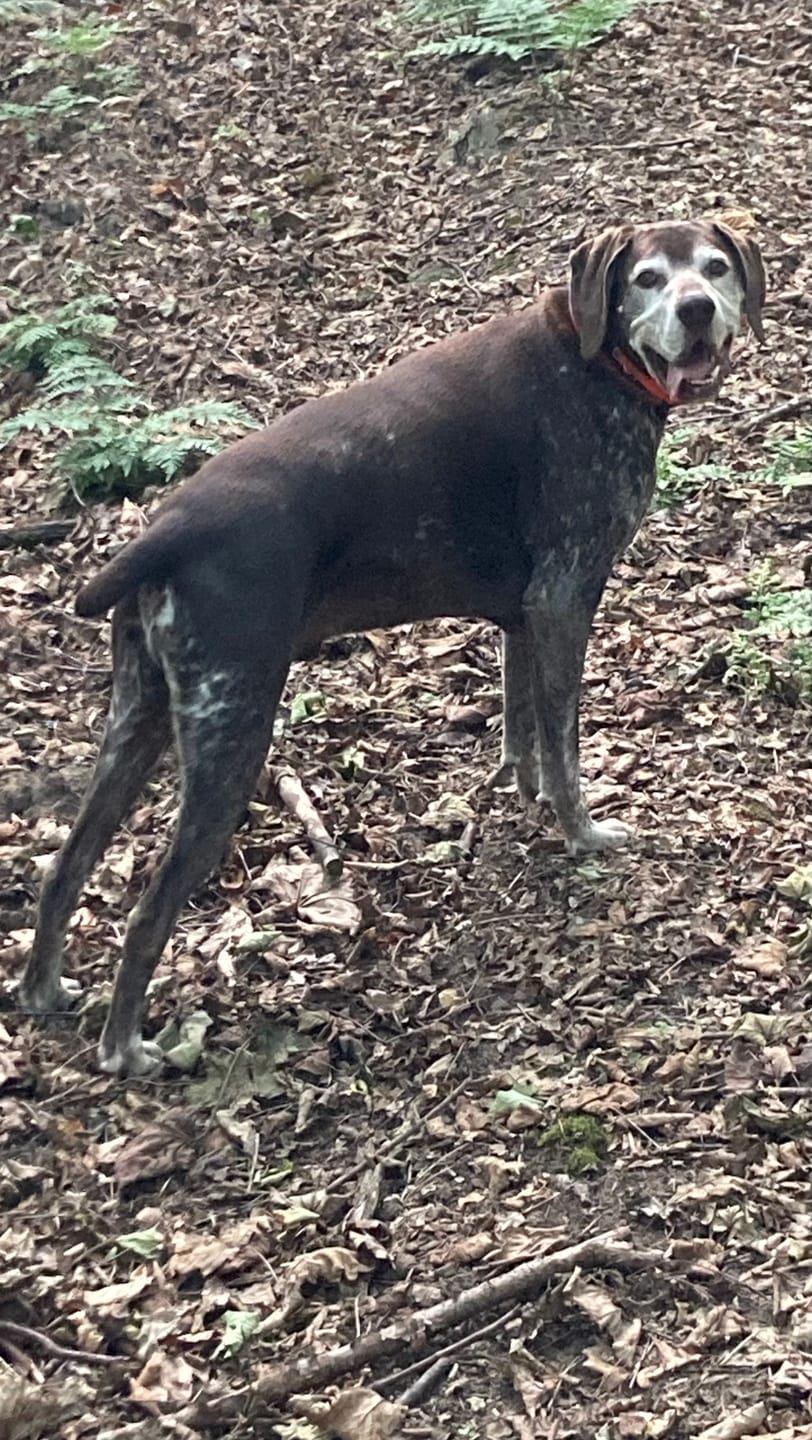 Customer photo review of Green Lipped Mussel Powder For Dogs