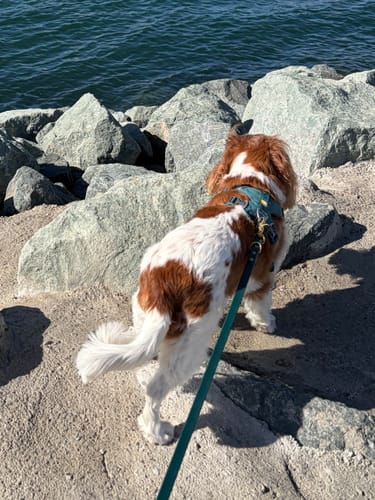 Customer photo review of Cedar - Classic Biothane Dog Leash