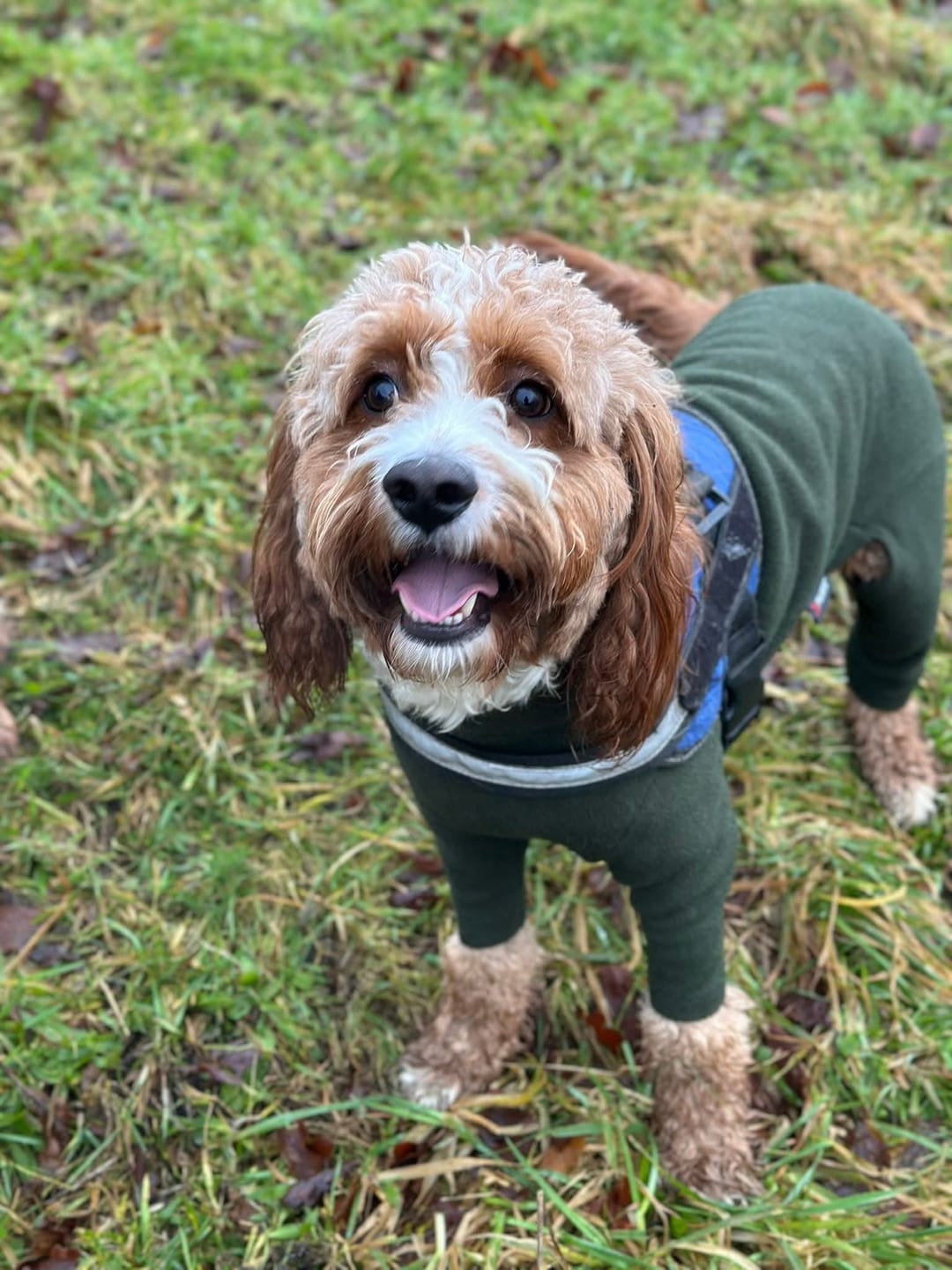 Customer photo review of BIO-COLLAR™ - 8 Months Natural Flea & Tick Protection
