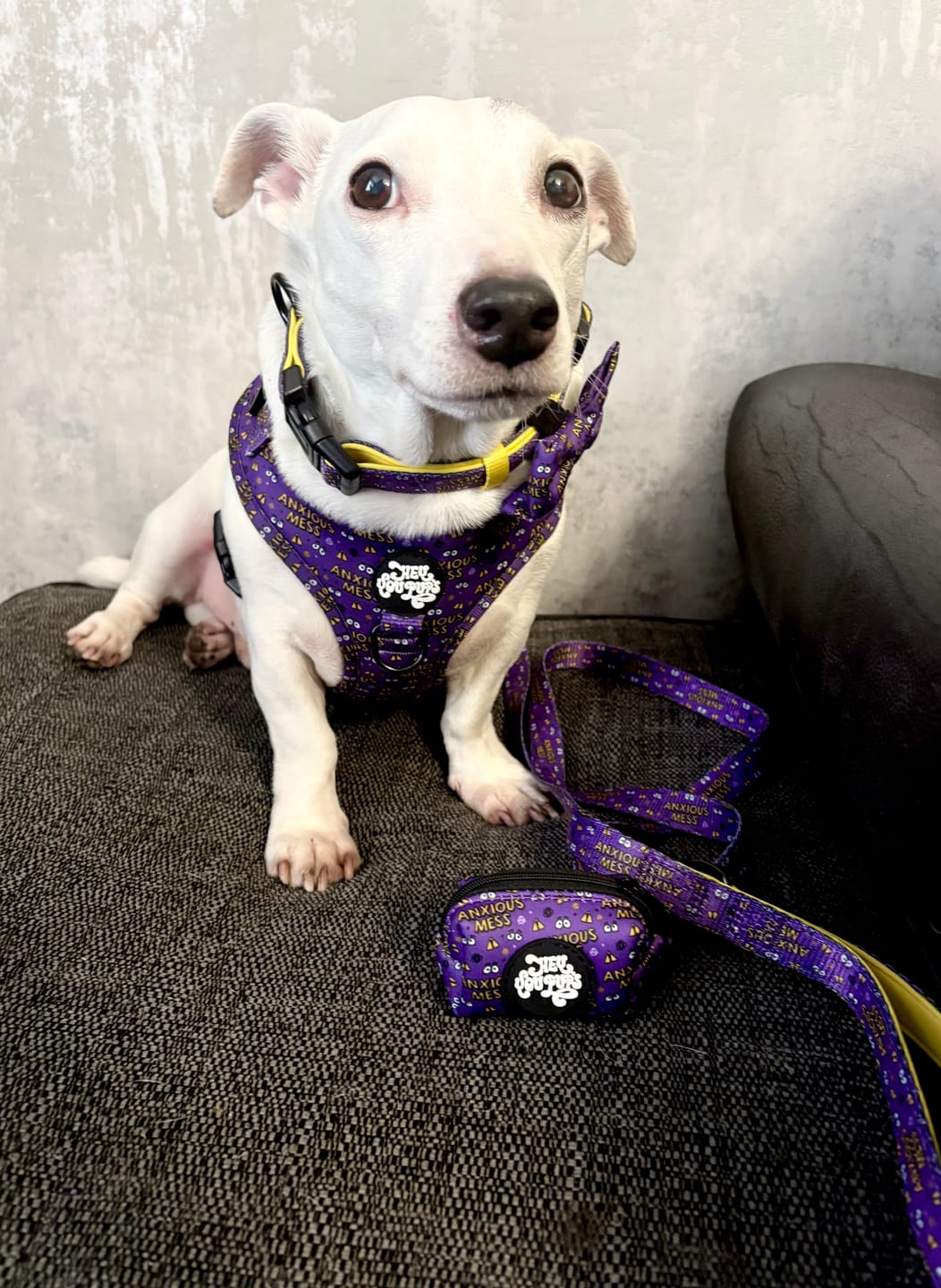 Customer photo review of Anxious mess harness